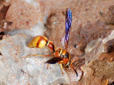 Vespid Wasps (Family Vespidae)