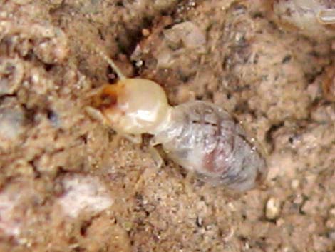 Subterranean Termite (Family Rhinotermitidae)