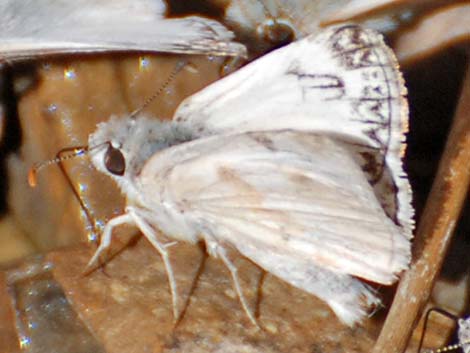 Northern White-Skipper (Heliopetes ericetorum)