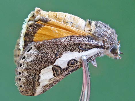 Owlet Moths (Noctuidae)