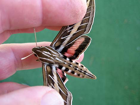 White-lined Sphinx Moth (Hyles lineata)