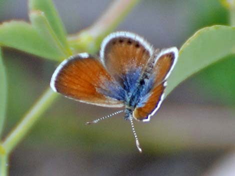 Western Pygmy-Blue (Brephidium exilis)