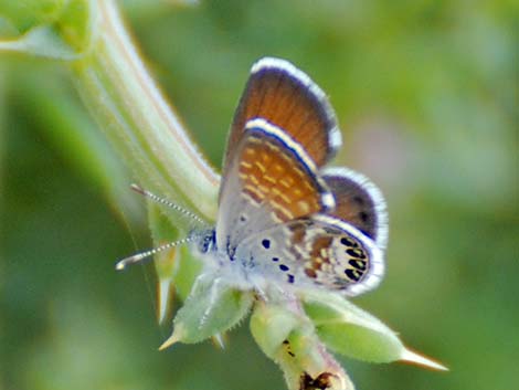 Western Pygmy-Blue (Brephidium exilis)