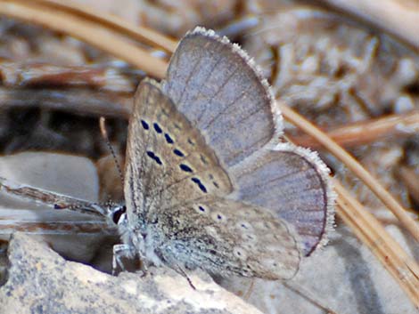 Mount Charleston Blue Butterfly (Icaricia shasta charlestonensis)