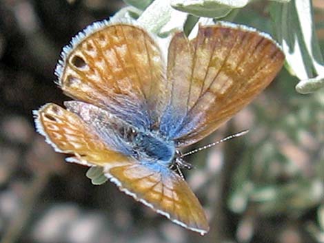 Spring Mountains Icarioides Blue (Icaricia icarioides austinorum)