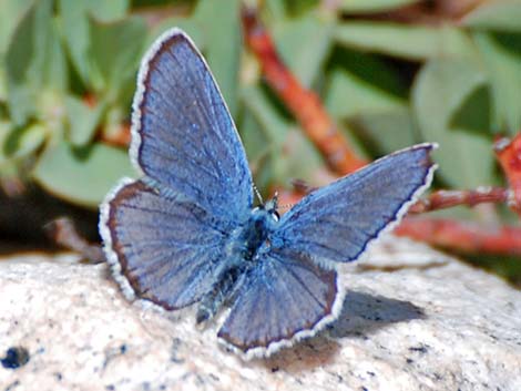 Blues (Polyommatinae)