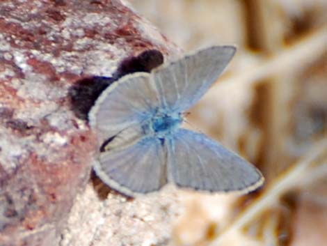 Blues (Polyommatinae)