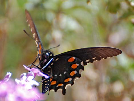 Pipevine Swallowtail (Battus philenor)
