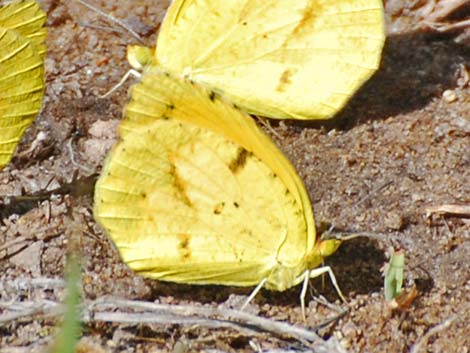 Sleepy Orange Butterfly (Abaeis nicippe)