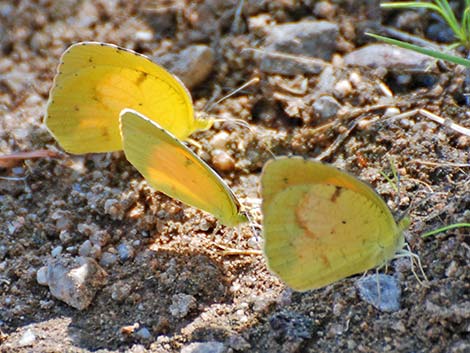 Sleepy Orange Butterfly (Abaeis nicippe)