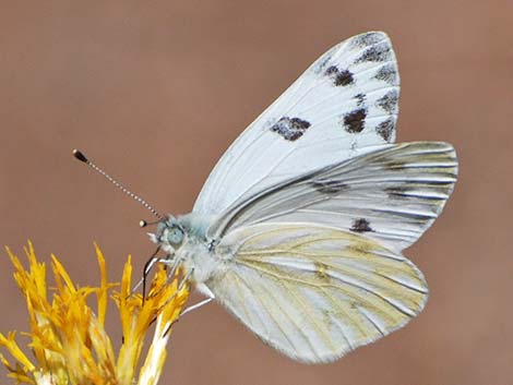 Whites and Sulphurs (Pieridae)