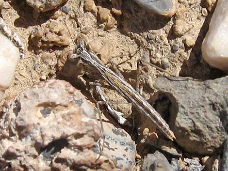 Small Ground Mantid (Litaneutria minor)