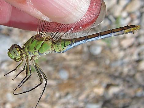 Common Green Darner Dragonfly (Anax junius)