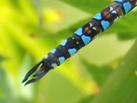 Blue-eyed Darner (Rhionaeschna multicolor)