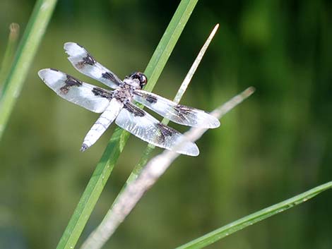 Dragonflies (Suborder Epiprocta)