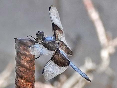Widow Skimmer (Libellula luctuosa)
