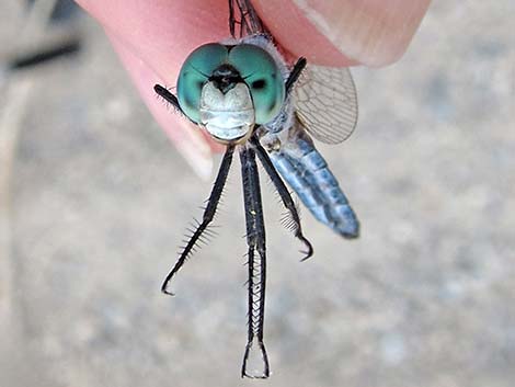 Blue Dasher (Pachydiplax longipennis)