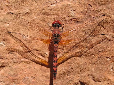 Red Rock Skimmer (Paltothemis lineatipes)