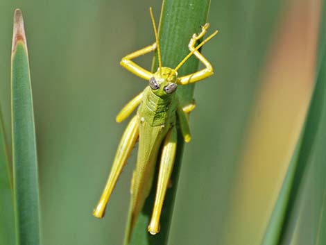 Green Bird Grasshopper (Schistocerca shoshone)