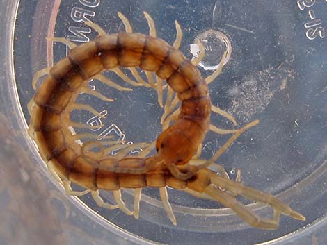 Centipedes (Class Chilopoda)