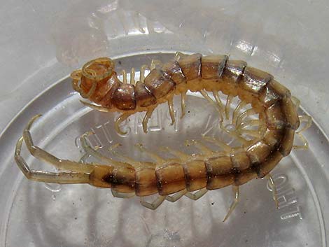 Centipedes (Class Chilopoda)
