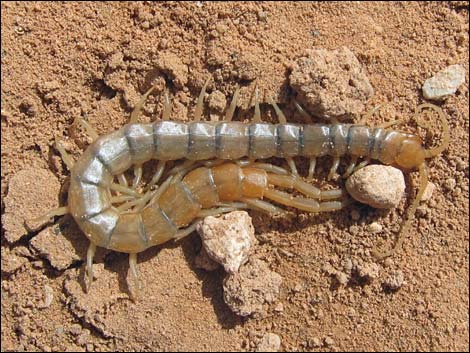 Tiger Centipede (Scolopendra polymorpha)
