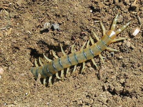 Tiger Centipede (Scolopendra polymorpha)