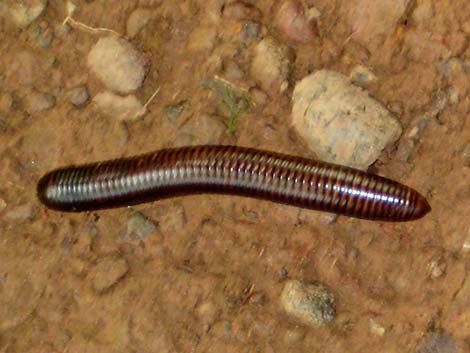 Millipedes (Class Diplopoda)
