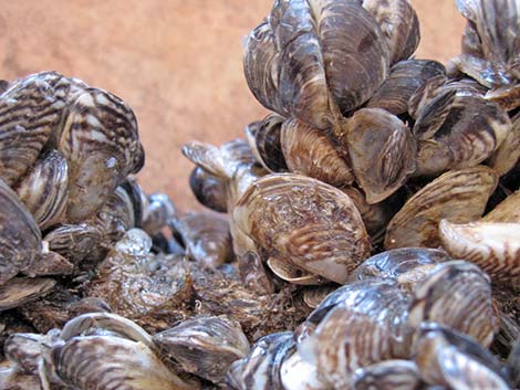 Quagga Mussels (Dreissena rostriformis bugensis)