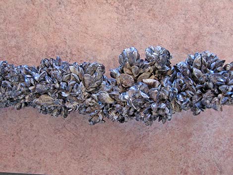 Quagga Mussels (Dreissena rostriformis bugensis)