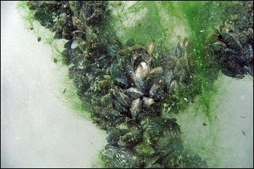 Quagga Mussel (Dreissena rostriformis bugensis)