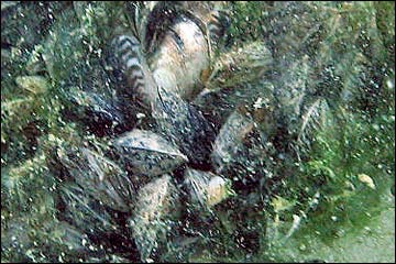 Quagga Mussel (Dreissena rostriformis bugensis)