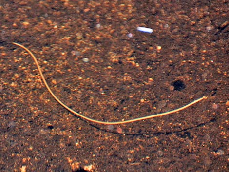 Horsehair Worm (Class Gordioidea)