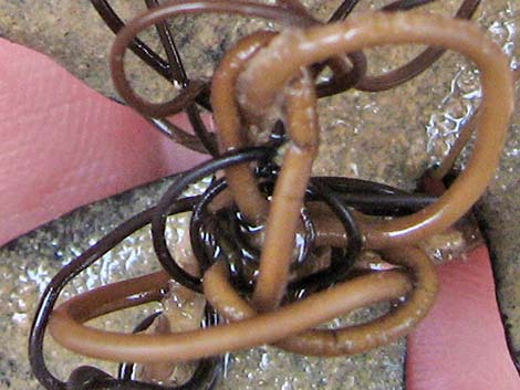 Horsehair Worm (Class Gordioidea)