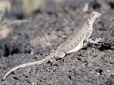 Zebra-tailed Lizard (Callisaurus draconoides)