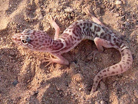 banded gecko
