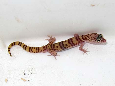 Western Banded Gecko (Coleonyx variegatus)