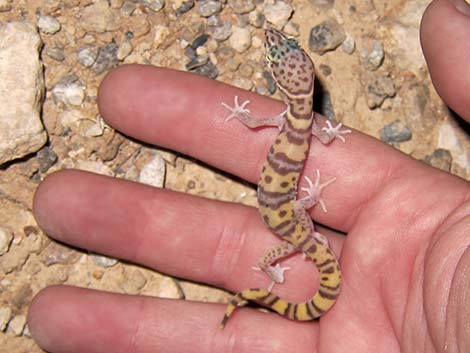 Western Banded Gecko (Coleonyx variegatus)