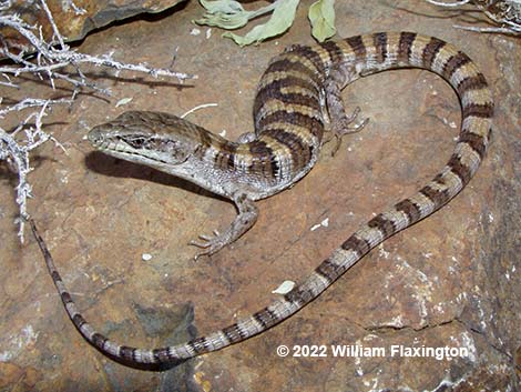 Panamint Alligator Lizard (Elgaria panamintina)