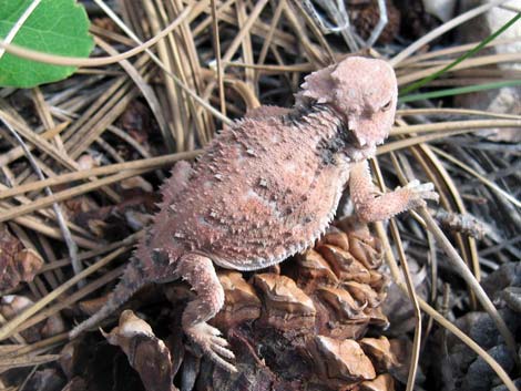 Short-horned Lizard (Phrynosoma douglassii)