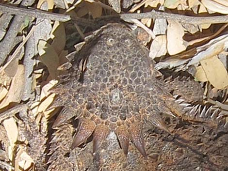 Regal Horned Lizard (Phrynosoma solare)