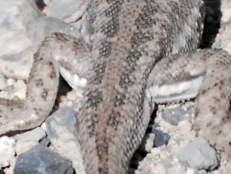 Sagebrush Lizard (Sceloporus graciosus)