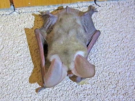 Pallid Bat (Antrozous pallidus)