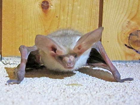 Pallid Bat (Antrozous pallidus)