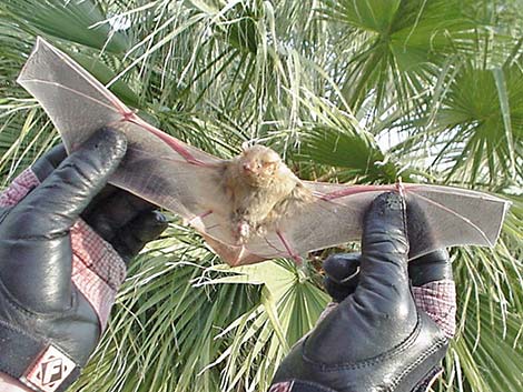 Western Yellow Bat (Lasiurus xanthinus)