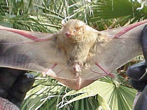 Western Yellow Bat (Lasiurus xanthinus)