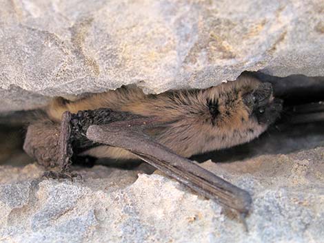 Canyon Bat (Pipistrellus hesperus)