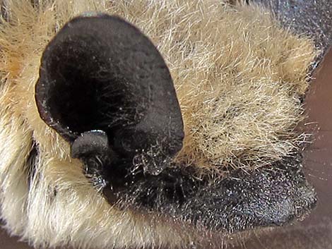 Canyon Bat (Pipistrellus hesperus)