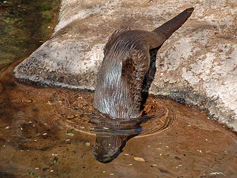 Northern River Otter (Lontra canadensis)