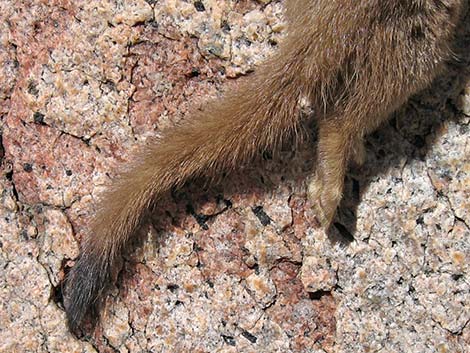 Long-tailed Weasel (Mustela frenata)